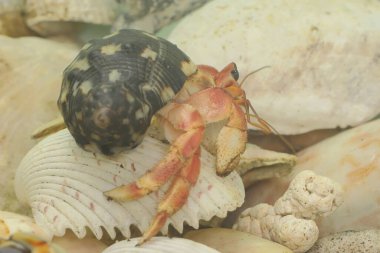 Bir keşiş yengeci (Paguroidea sp) yavaşça yürüyor.