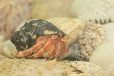 Bir keşiş yengeci (Paguroidea sp) yavaşça yürüyor.