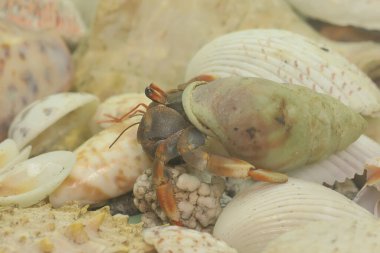 Bir keşiş yengeci (Paguroidea sp) yavaşça yürüyor.