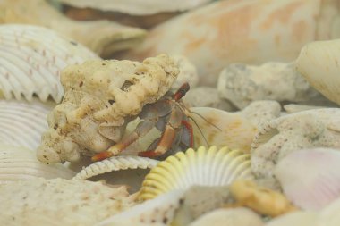 Bir keşiş yengeci (Paguroidea sp) yavaşça yürüyor.