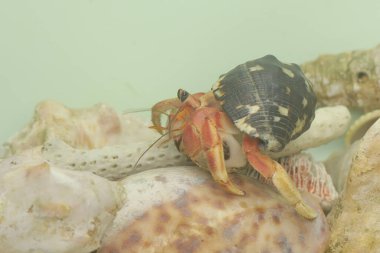 Bir keşiş yengeci (Paguroidea sp) yavaşça yürüyor.