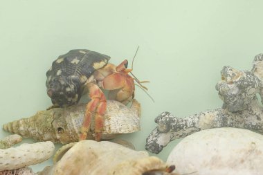 Bir keşiş yengeci (Paguroidea sp) yavaşça yürüyor.