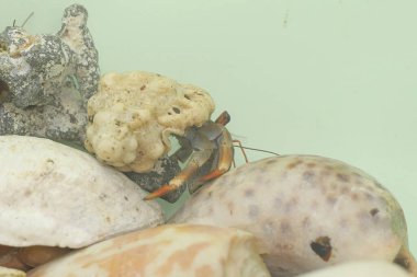 Bir keşiş yengeci (Paguroidea sp) yavaşça yürüyor.