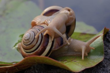 İki güzel renkli ağaç salyangozu yiyecek arıyor. Bilimsel adı Asperitas nemorensis olan yumuşakça, Endonezya 'nın Sumbawa adasındaki bir orman bölgesinde doğal bir yaşam alanıdır.. 