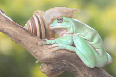 A dumpy tree frogs resting with a snail in the bushes. This green amphibian has the scientific name Litoria caerulea.  clipart