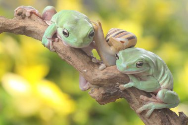 Çalılıklarda dinlenen iki tombul ağaç kurbağası. Bu yeşil amfibyumun bilimsel adı Litoria caerulea. 