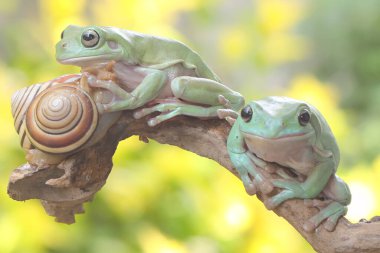 Çalılıklarda dinlenen iki tombul ağaç kurbağası. Bu yeşil amfibyumun bilimsel adı Litoria caerulea. 