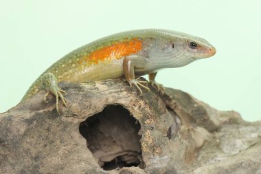 Yaygın bir güneş lekesi günlük aktivitelerine başlamadan önce güneşleniyor. Bu sürüngenin bilimsel adı Mabouya multifasciata.. 