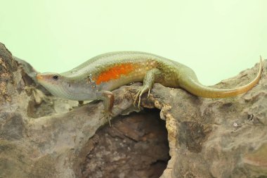 Yaygın bir güneş lekesi günlük aktivitelerine başlamadan önce güneşleniyor. Bu sürüngenin bilimsel adı Mabouya multifasciata.. 