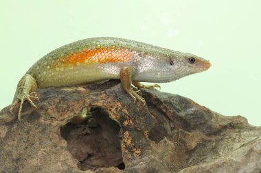 Yaygın bir güneş lekesi günlük aktivitelerine başlamadan önce güneşleniyor. Bu sürüngenin bilimsel adı Mabouya multifasciata.. 