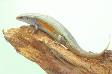 Yaygın bir güneş lekesi günlük aktivitelerine başlamadan önce güneşleniyor. Bu sürüngenin bilimsel adı Mabouya multifasciata.. 