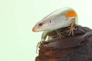 Yaygın bir güneş lekesi günlük aktivitelerine başlamadan önce güneşleniyor. Bu sürüngenin bilimsel adı Mabouya multifasciata.. 