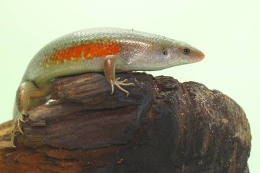 Yaygın bir güneş lekesi günlük aktivitelerine başlamadan önce güneşleniyor. Bu sürüngenin bilimsel adı Mabouya multifasciata.. 