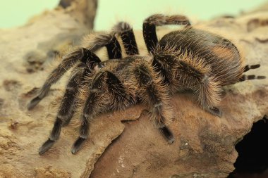 Bir tarantula saldırgan davranışlar sergiliyor. Tüm türler zehirlidir, ama insanlar için ölümcül değildir.. 