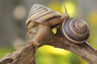 İki güzel renkli ağaç salyangozu yiyecek arıyor. Bilimsel adı Asperitas nemorensis olan yumuşakça, Endonezya 'nın Sumbawa adasındaki bir orman bölgesinde doğal bir yaşam alanıdır.. 