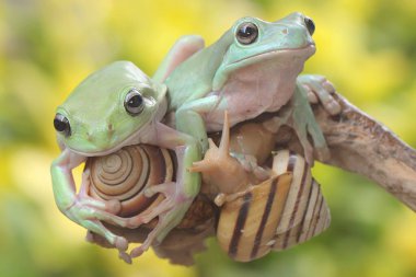 İki tombul ağaç kurbağası (Litoria caerulea) çalıların üzerinde dinleniyor.