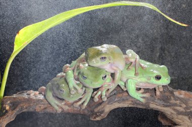 Altı tombul kurbağa (Litoria caerulea) kütüğün üzerinde dinleniyor.