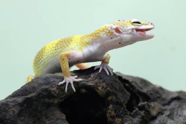 Çürüyen bir kütüğün üzerinde güneşlenen bir leopar kertenkelesi. Çekici renklere sahip sürüngenlerin bilimsel adı Eublepharis macularius 'dur.. 