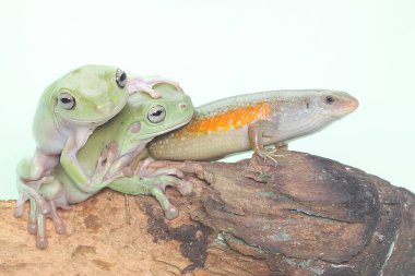 Yaygın bir güneş lekesi günlük aktivitelerine başlamadan önce güneşleniyor. Bu sürüngenin bilimsel adı Mabouya multifasciata.. 