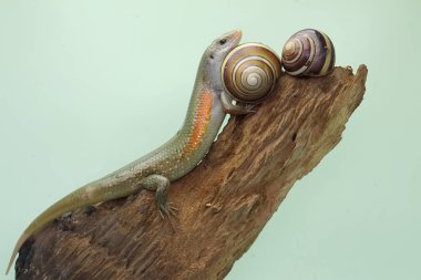 Yaygın bir güneş lekesi günlük aktivitelerine başlamadan önce güneşleniyor. Bu sürüngenin bilimsel adı Mabouya multifasciata.. 