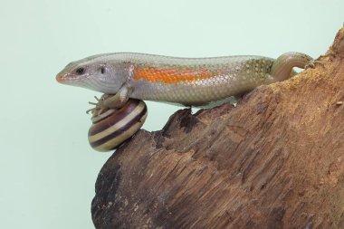 Yaygın bir güneş lekesi günlük aktivitelerine başlamadan önce güneşleniyor. Bu sürüngenin bilimsel adı Mabouya multifasciata.. 