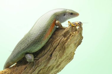 Yaygın bir güneş lekesi günlük aktivitelerine başlamadan önce güneşleniyor. Bu sürüngenin bilimsel adı Mabouya multifasciata.. 