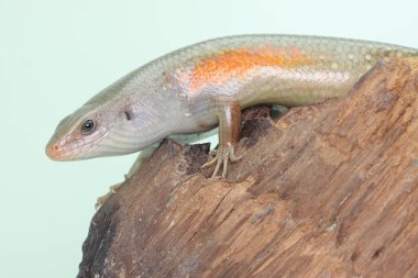 Yaygın bir güneş lekesi günlük aktivitelerine başlamadan önce güneşleniyor. Bu sürüngenin bilimsel adı Mabouya multifasciata.. 