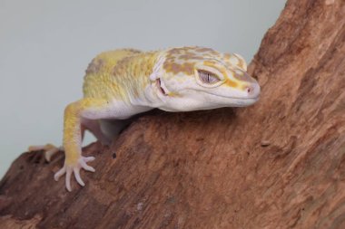 Çürüyen bir kütüğün üzerinde güneşlenen bir leopar kertenkelesi. Çekici renklere sahip sürüngenlerin bilimsel adı Eublepharis macularius 'dur.. 