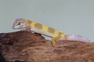 Çürüyen bir kütüğün üzerinde güneşlenen bir leopar kertenkelesi. Çekici renklere sahip sürüngenlerin bilimsel adı Eublepharis macularius 'dur.. 