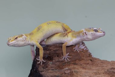 Çürüyen bir kütükte güneşlenen iki leopar kertenkelesi. Çekici renklere sahip sürüngenlerin bilimsel adı Eublepharis macularius 'dur.. 