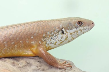 Büyük bir maymun günlük aktivitelerine başlamadan önce güneşleniyor. Doğal yaşam alanı Papua Yeni Gine ve Avustralya olan bu sürüngenin bilimsel adı Bellatorias frerei 'dir.. 