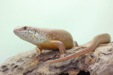 Büyük bir maymun günlük aktivitelerine başlamadan önce güneşleniyor. Doğal yaşam alanı Papua Yeni Gine ve Avustralya olan bu sürüngenin bilimsel adı Bellatorias frerei 'dir.. 