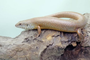 Büyük bir maymun günlük aktivitelerine başlamadan önce güneşleniyor. Doğal yaşam alanı Papua Yeni Gine ve Avustralya olan bu sürüngenin bilimsel adı Bellatorias frerei 'dir.. 