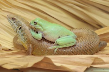 Büyük bir maymun günlük aktivitelerine başlamadan önce güneşleniyor. Doğal yaşam alanı Papua Yeni Gine ve Avustralya olan bu sürüngenin bilimsel adı Bellatorias frerei 'dir.. 