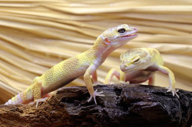 Çürüyen bir kütükte güneşlenen iki leopar kertenkelesi. Çekici renklere sahip sürüngenlerin bilimsel adı Eublepharis macularius 'dur.. 