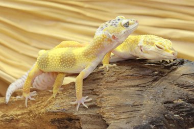 Çürüyen bir kütükte güneşlenen iki leopar kertenkelesi. Çekici renklere sahip sürüngenlerin bilimsel adı Eublepharis macularius 'dur.. 