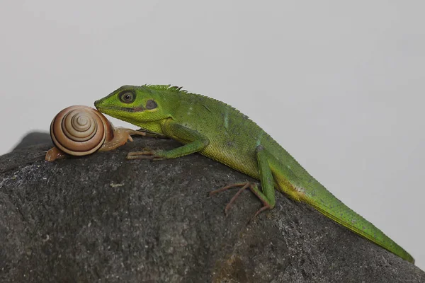 Çalılıklarda avını arayan bir Sumatra kan emici kertenkele. Sumatra Adası, Endonezya 'dan sürüngenlerin bilimsel adı Bronchocela hayeki' dir.. 