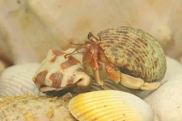 Bir keşiş yengeci (Paguroidea sp) yavaşça yürüyor.