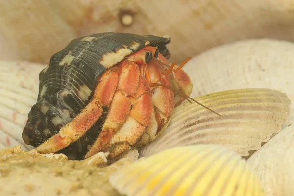 Bir keşiş yengeci (Paguroidea sp) yavaşça yürüyor.