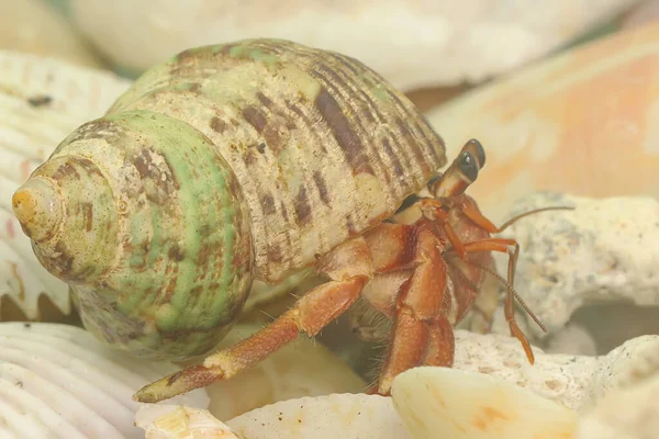 Bir keşiş yengeci (Paguroidea sp) yavaşça yürüyor.