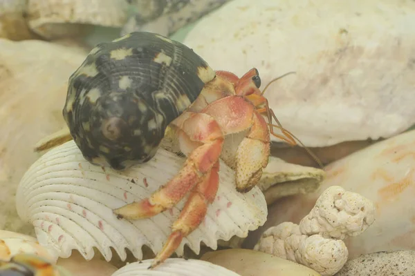 Bir keşiş yengeci (Paguroidea sp) yavaşça yürüyor.
