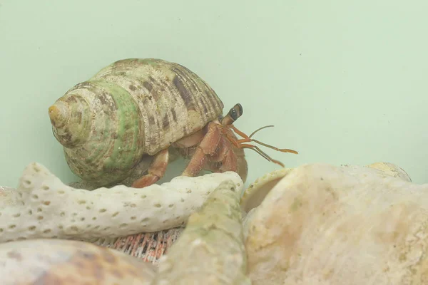 Een Heremietkreeft Paguroidea Loopt Langzaam — Stockfoto