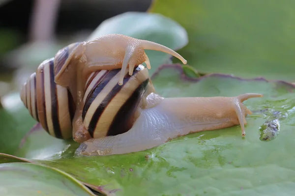 2つの美しい色の木のカタツムリの食べ物を探している 学名のアスペリタス ネモレンシスを持つ軟体動物は インドネシアのスンバワ島の森林地帯に生息する自然生息地です — ストック写真