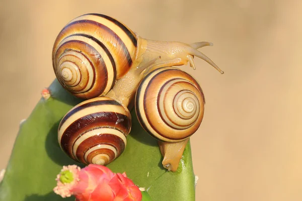 Gruppo Bellissime Lumache Arboree Colorate Sono Alla Ricerca Cibo Mollusco — Foto Stock