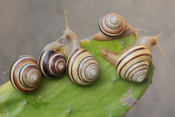 美しい色の木のカタツムリのグループが食べ物を探しています 学名のアスペリタス ネモレンシスを持つ軟体動物は インドネシアのスンバワ島の森林地帯に生息する自然生息地です — ストック写真