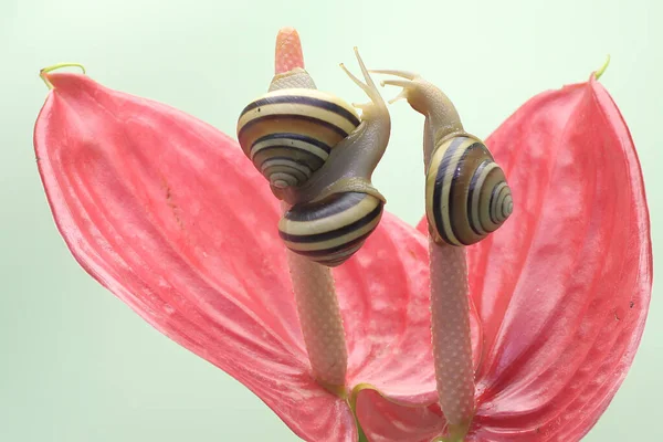 Grupo Belos Caracóis Coloridos Está Procura Comida Molusco Que Tem — Fotografia de Stock