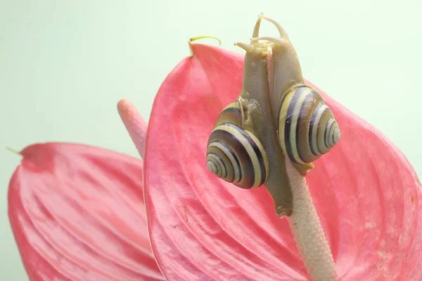 Two Beautiful Colored Tree Snails Looking Food Mollusk Which Has — Stock Photo, Image