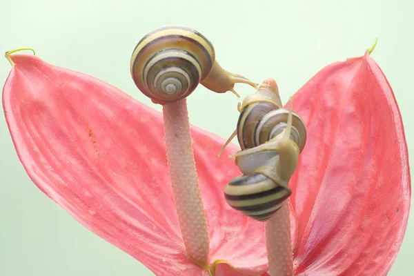 Twee Prachtige Gekleurde Boomslakken Zijn Zoek Naar Voedsel Slakkensoort Die — Stockfoto