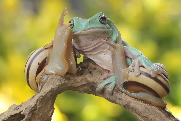 Una Rana Árbol Que Descansa Con Caracol Los Arbustos Este —  Fotos de Stock