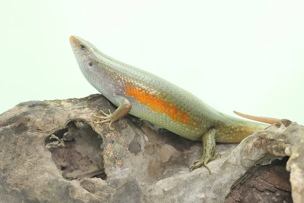 Adulit Common Sun Skink Sunbathing Starting His Daily Activities Reptile — Stock Photo, Image